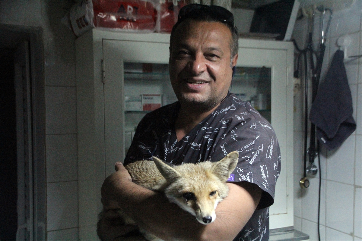 Antalya'da iç kanama geçiren yaralı tilki kurtarıldı