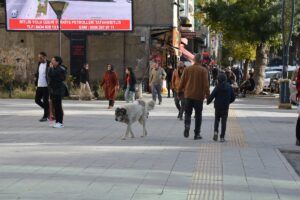 BİTLİS (AA) – Bitlis'in Adilcevaz ilçesinde köpeğin ısırması sonucu rahatsızlanarak