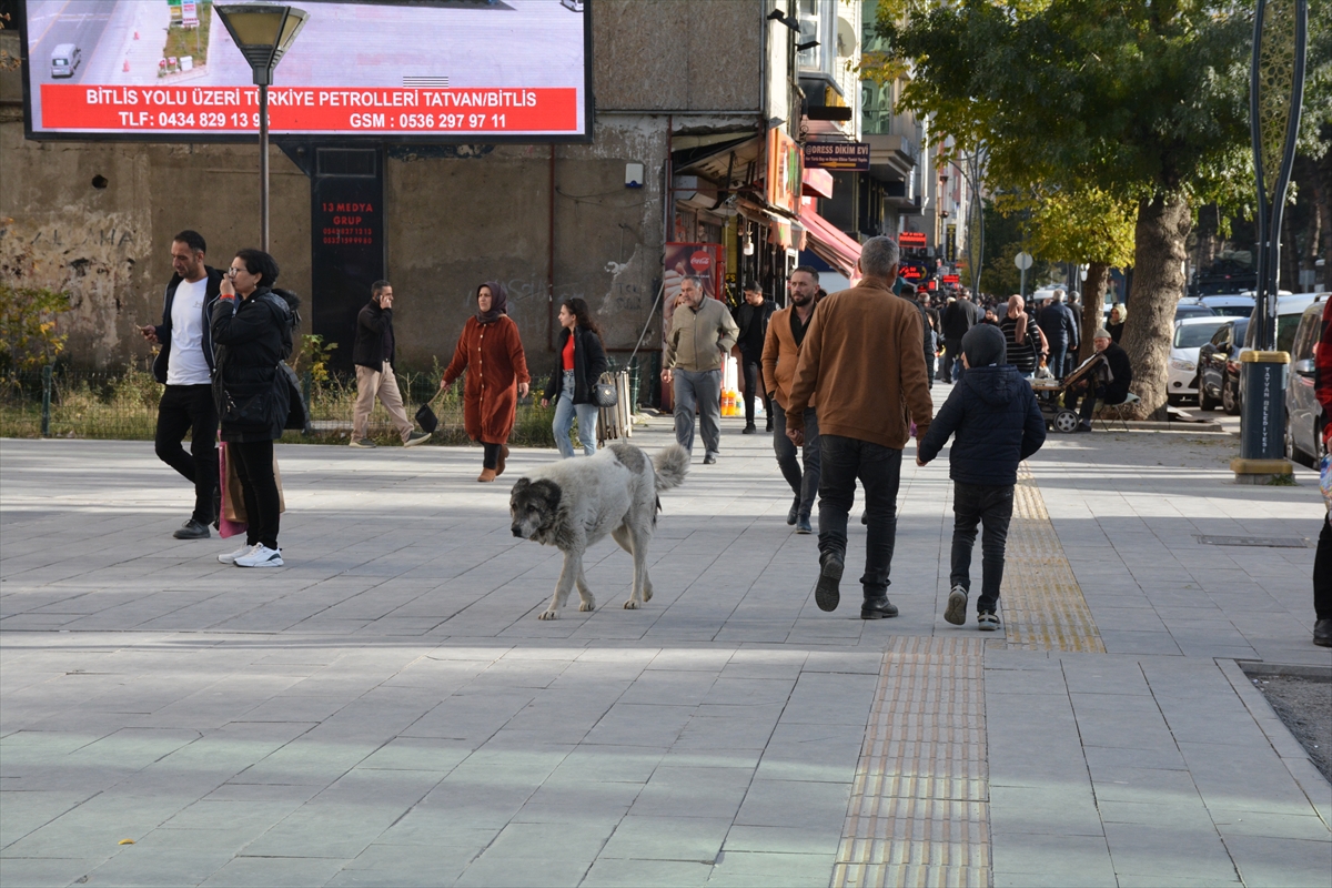 Bitlisliler sahipsiz köpeklerin toplatılmasını istiyor
