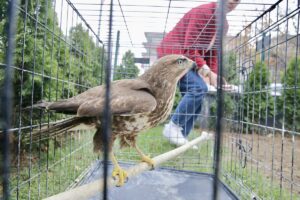 BOLU (AA) – Bolu'da ormanlık alanda yaralı halde bulunan kızıl