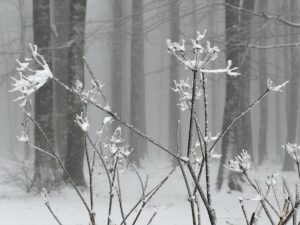 KÜTAHYA (AA) – Kütahya ile Bursa il sınırları arasında yer
