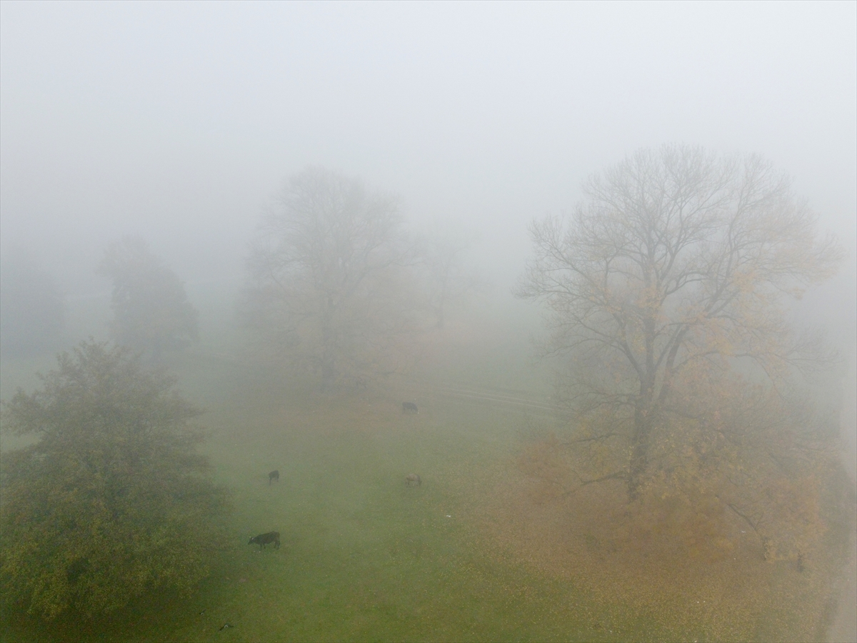 DÜZCE (AA) – Düzce'de Efteni Gölü havzasında bulunan, sonbahar renklerinin