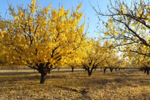 IĞDIR (AA) – Iğdır'daki kayısı bahçeleri, sonbahar renkleriyle etkileyici güzelliğine