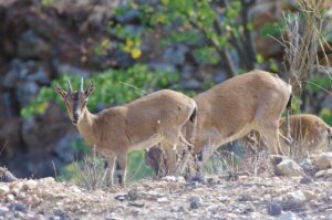 ISPARTA (AA) – Doğa Koruma ve Milli Parklar (DKMP) Isparta