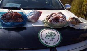 KARS (AA) – Kars'ın Sarıkamış ilçesinde yasa dışı keklik avladığı