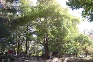 KAYSERİ (AA) – Kayseri'nin Develi ilçesindeki 420 yıllık çınar, köklerini