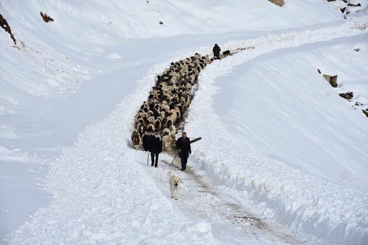 Kışın kar esareti yaşanan köyde, sürülerin kente göçü başladı