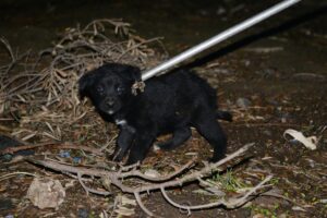 MANİSA (AA) – Manisa'nın Turgutlu ilçesinde su kanalına düşen köpek