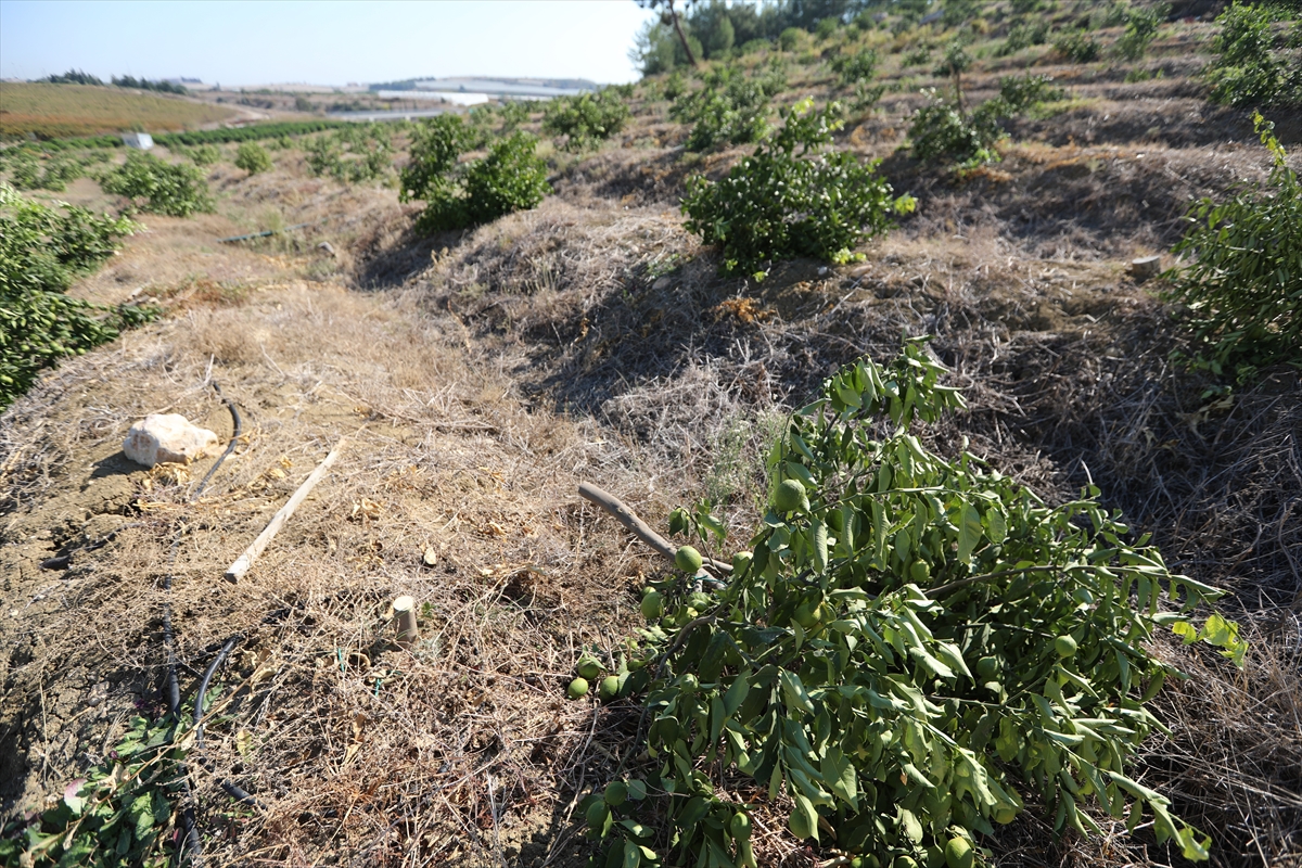 Mersin'de bir arazideki 600 limon ağacına zarar verildi