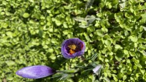 KARABÜK (AA) – UNESCO Dünya Mirası Listesi'nde yer alan tarihi