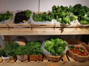 BEYRUT (AA) – NAİM BERCAVİ – Lübnan'da yaşanan ekonomik sıkıntılara