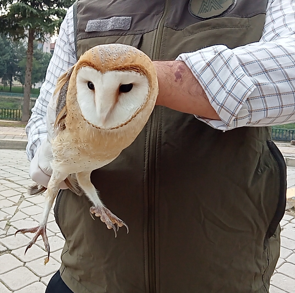 Samsun'da bulunan yaralı peçeli baykuş tedavi altına alındı