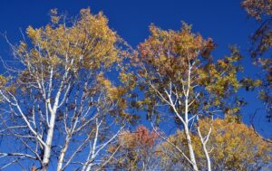 KARS (AA) – Kars'ın Sarıkamış ormanları, sonbaharla birlikte sarı, yeşil