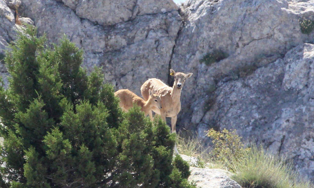 Anadolu'daki yaban hayatı fotokapanlara yansıdı