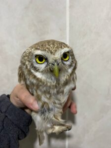 ERZURUM (AA) – Bayburt ve Bingöl'de yaralı bulunan kukumav ve