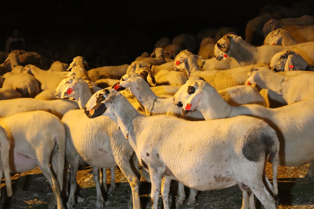 Çobanlar fosforlu yelekle hayvanlar da reflektörlü küpeyle daha kolay görülebilecek