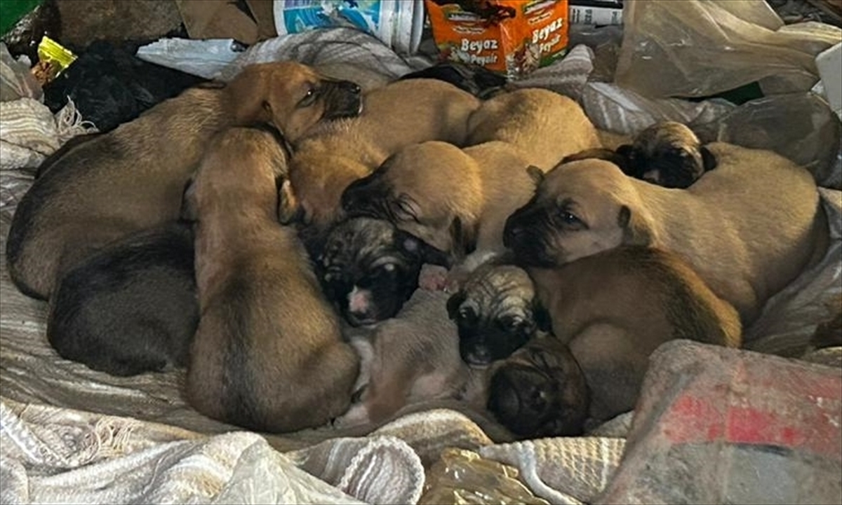 Eskişehir'de araziye bırakılan ağzı bağlı çuvaldaki 7 köpek yavrusunu işçiler kurtardı