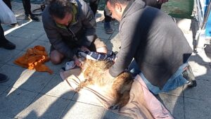 MUĞLA (AA) – Muğla'nın Fethiye ilçesinde denize düşen köpek kurtarılarak