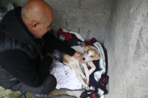 HATAY (AA) – Hatay'ın Kırıkhan ilçesinde tüfekle vurularak yaralanan köpeğe