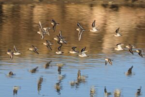 - Ağustostan itibaren göçmen kuşları ağırlamaya başlayan sulak alan, kuş