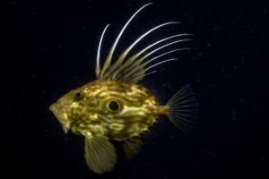 KOCAELİ (AA) – ŞENGÜL AZBAY – İzmit Körfezi'nde yapılan dalışta,