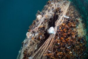 KOCAELİ (AA) – ŞAHİN OKTAY – Kocaeli ve Sakarya açıklarında