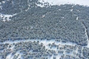 KARS (AA) -Kars'ın Sarıkamış ilçesindeki karla kaplanan ünlü sarıçam ormanları