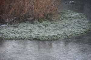 KARS (AA) – Kars Çayı, kent genelinde bir süredir etkili