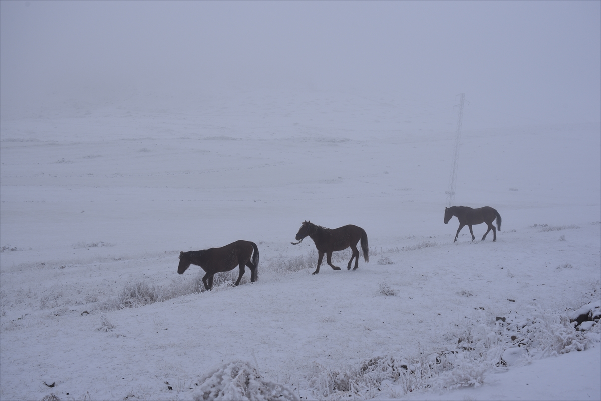 Kars'ta kışın doğaya salınan atlar karlı arazide yaşam savaşı veriyor