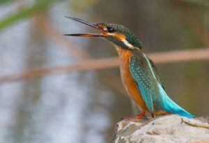 SAMSUN (AA) – UNESCO Dünya Mirası Geçici Listesi'nde bulunan Samsun'daki