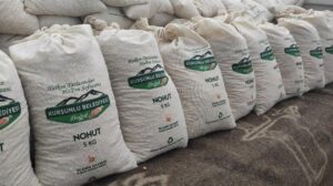 ÇANKIRI (AA) – Çankırı'nın Kurşunlu ilçesinde belediyeye ait arazide yetiştirilen