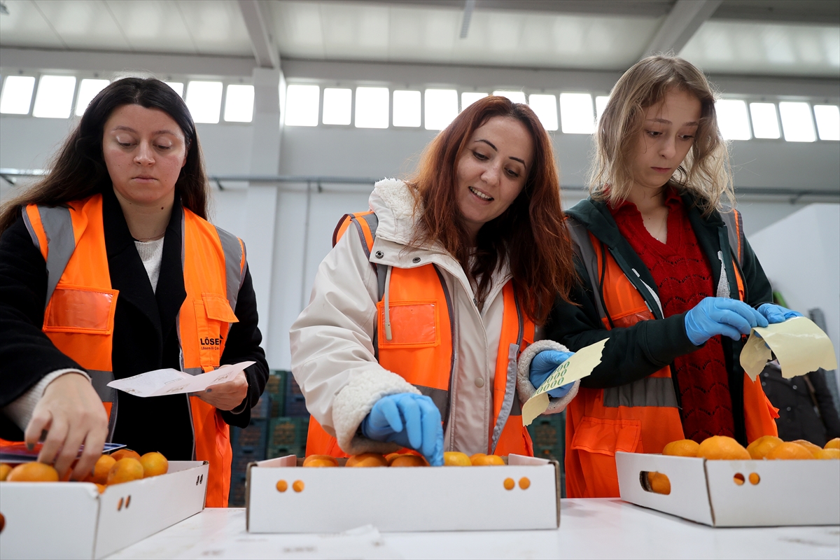 LÖSEV'in çiftliğindeki mandalinalar kanser hastaları için hasat ediliyor