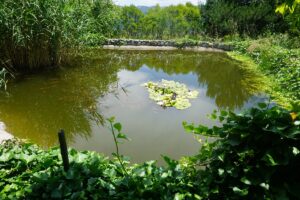 İSTANBUL (AA) – BİRİZ ÖZBAKIR – Pestisit gibi kimyasal maddelerin