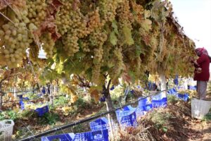 MANİSA (AA) – AHMET BAYRAM – Türkiye'nin üzüm üretim merkezlerinden