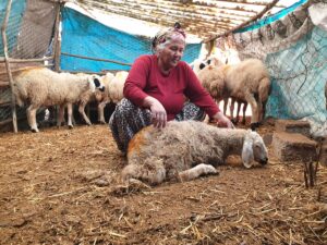 OSMANİYE (AA) – Osmaniye'nin Kadirli ilçesinde 35 koyun ve 20