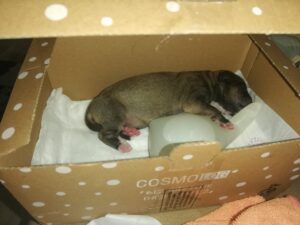 SAKARYA (AA) – Sakarya'nın Kaynarca ilçesinde yeni doğan köpek yavrusu,