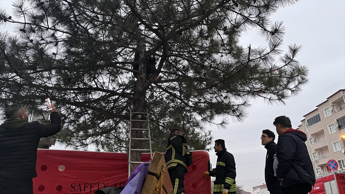Tekirdağ'da dolandırıldığını iddia ederek tepki için ağaca çıkan kadını ekipler ikna etti