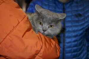 - Bir polisin yangından kurtardığı kediye ekiplerce olay yerinde oksijen