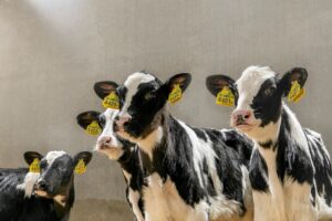 İSTANBUL (AA) – Trouw Nutrition Türkiye, kış aylarında buzağı bakımında