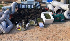 ADANA (AA) – Adana'da, kiraladığı villada iklimlendirme sistemiyle kenevir yetiştiren