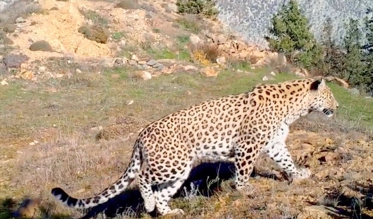 Anadolu leoparı iki ayrı bölgede yeniden görüntülendi