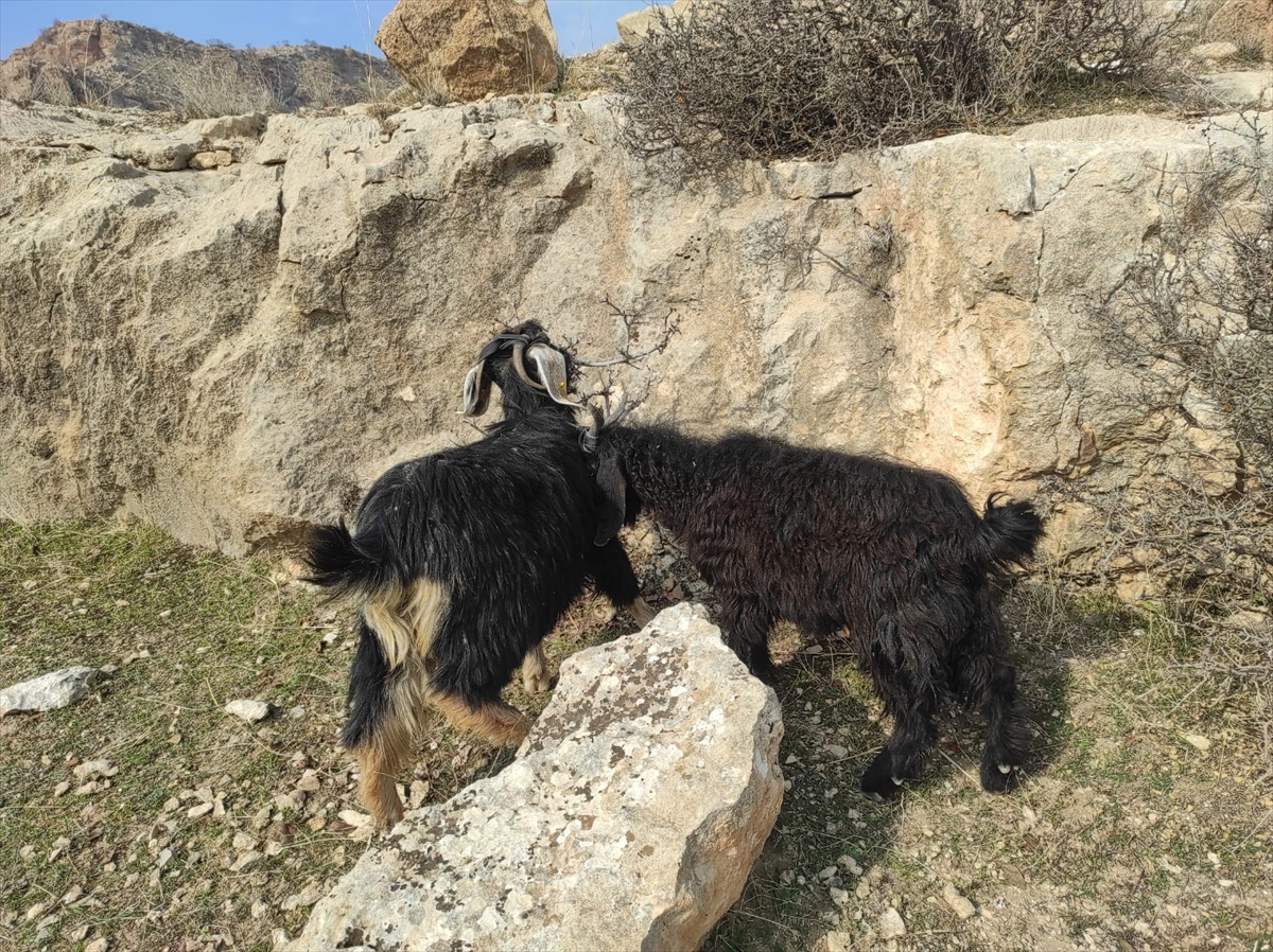 Batman'da kayalıklarda mahsur kalan keçileri AFAD ekipleri kurtardı