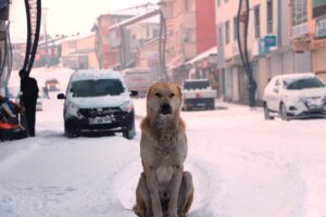 BİNGÖL (AA) – Bingöl'ün Karlıova ilçesi kar yağışıyla beyaza büründü.