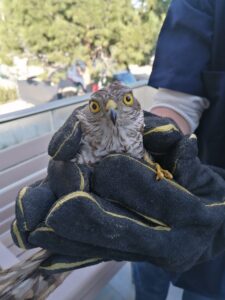 MUĞLA (AA) – Muğla'nın Bodrum ilçesinde yaralı bulunan biri yavru