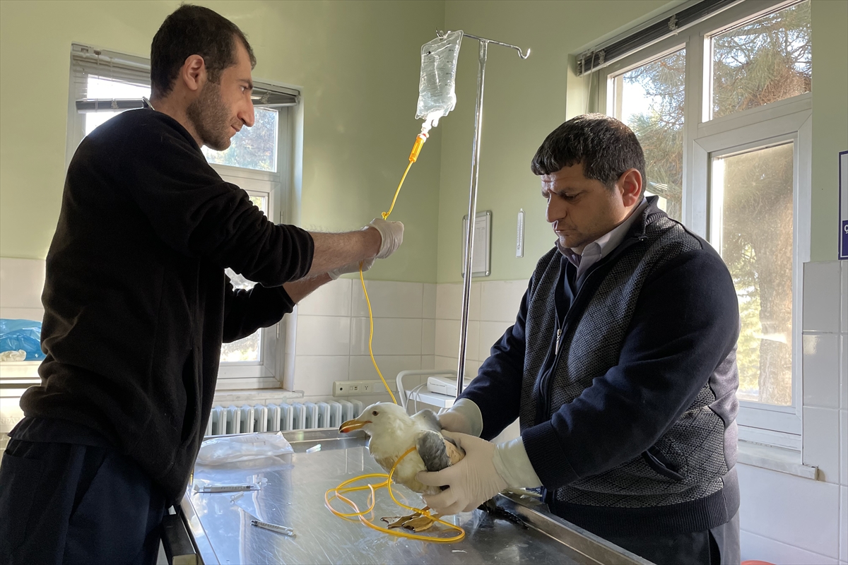 Elazığ’da hasta martı tedavi altına alındı