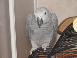 ERZURUM (AA) – Erzurum'da polisin operasyonuyla bulunan Afrika gri papağanı,