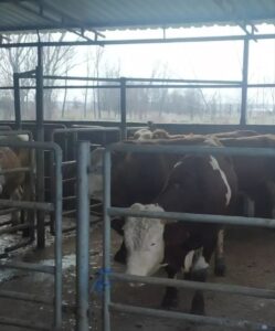 - Hayvan sahibine 46 bin 783 lira ceza yazıldı