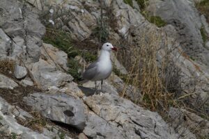 İSTANBUL (AA) – GÜLSELİ KENARLI – ODTÜ Deniz Bilimleri Enstitüsü