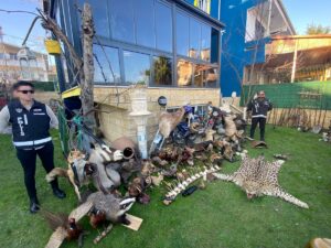 - Operasyonda tarihi eser olduğu değerlendirilen eşyaların yanı sıra leopar