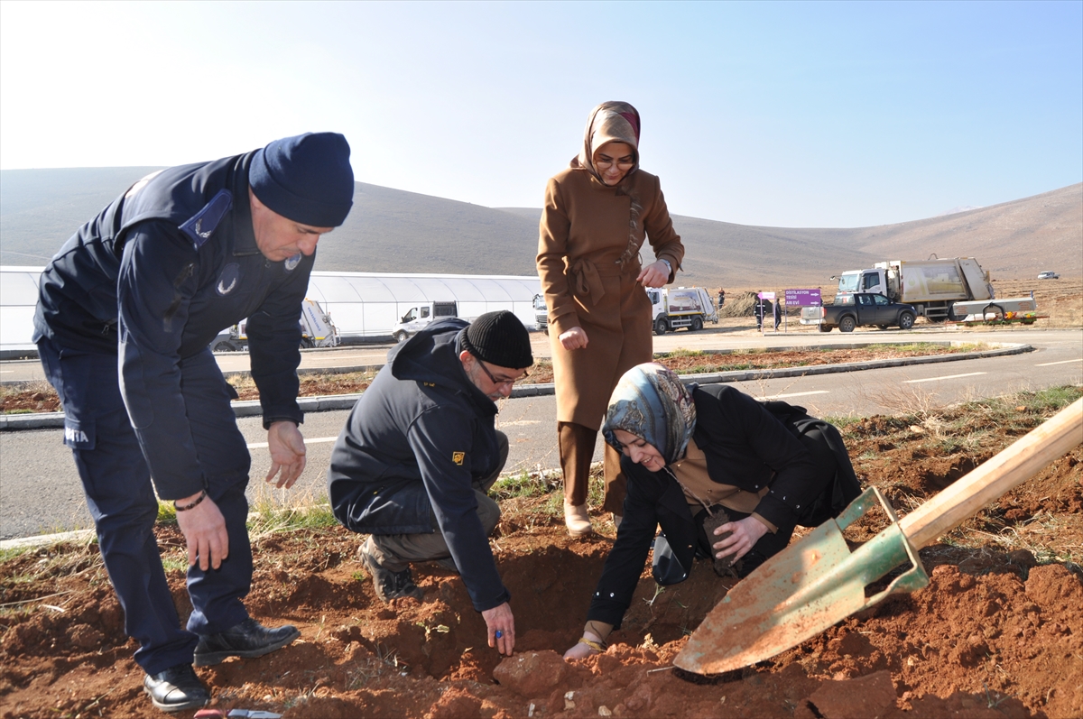 Kahramanmaraş'ta alıç fideleriyle arıcılıkta verimliliğinin artırılması hedefleniyor